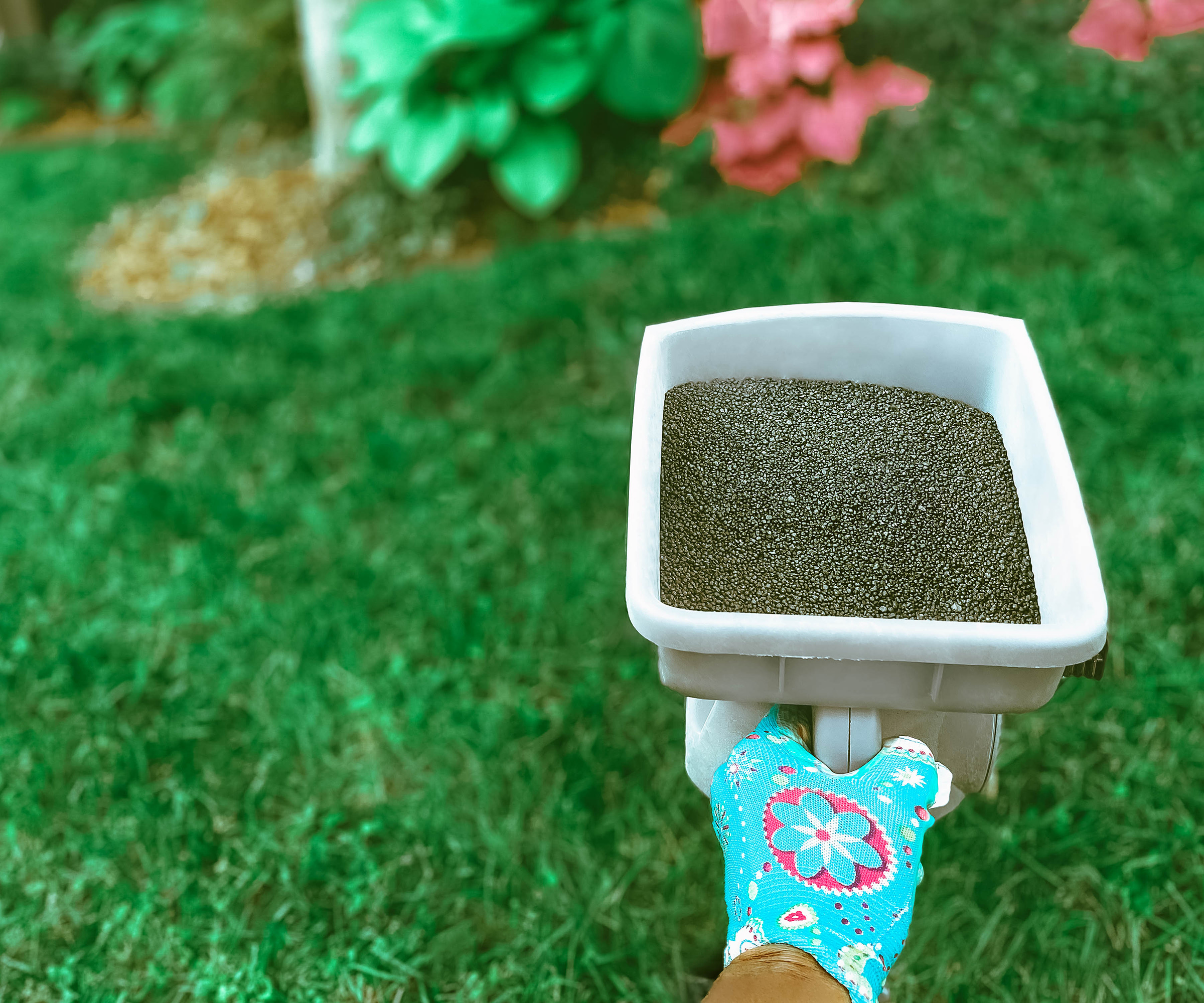 Handheld Spreader Filled With Lawn Fertilizer