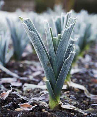 Frosted leeks in the kitchen garden