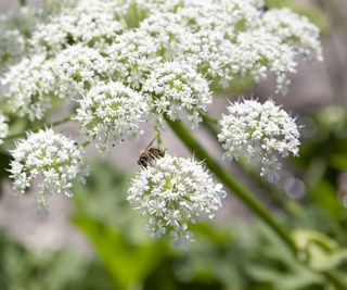 Bee on hogweed