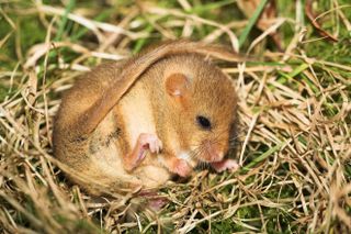 A hibernating dormouse