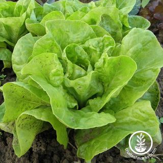 Lettuce Seeds - Butterhead - All Year Round