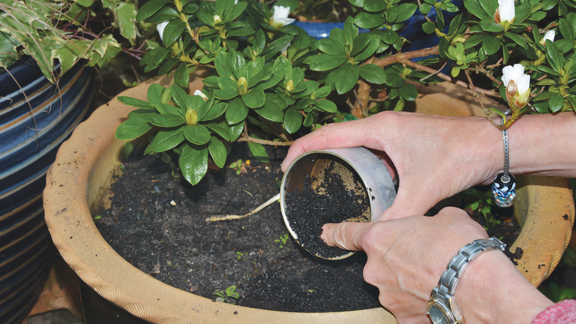 Person adding coffee grounds to a plant pot to answer are coffee grounds good for a garden