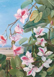 Bauhinia variegata Linn, painted in India, by Marianne North. Credit: Board of Trustees, RBG Kew