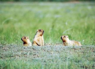 The distressed screams of marmots, like these, shares characteristics with music that can arouse its human listeners, a study indicates. 