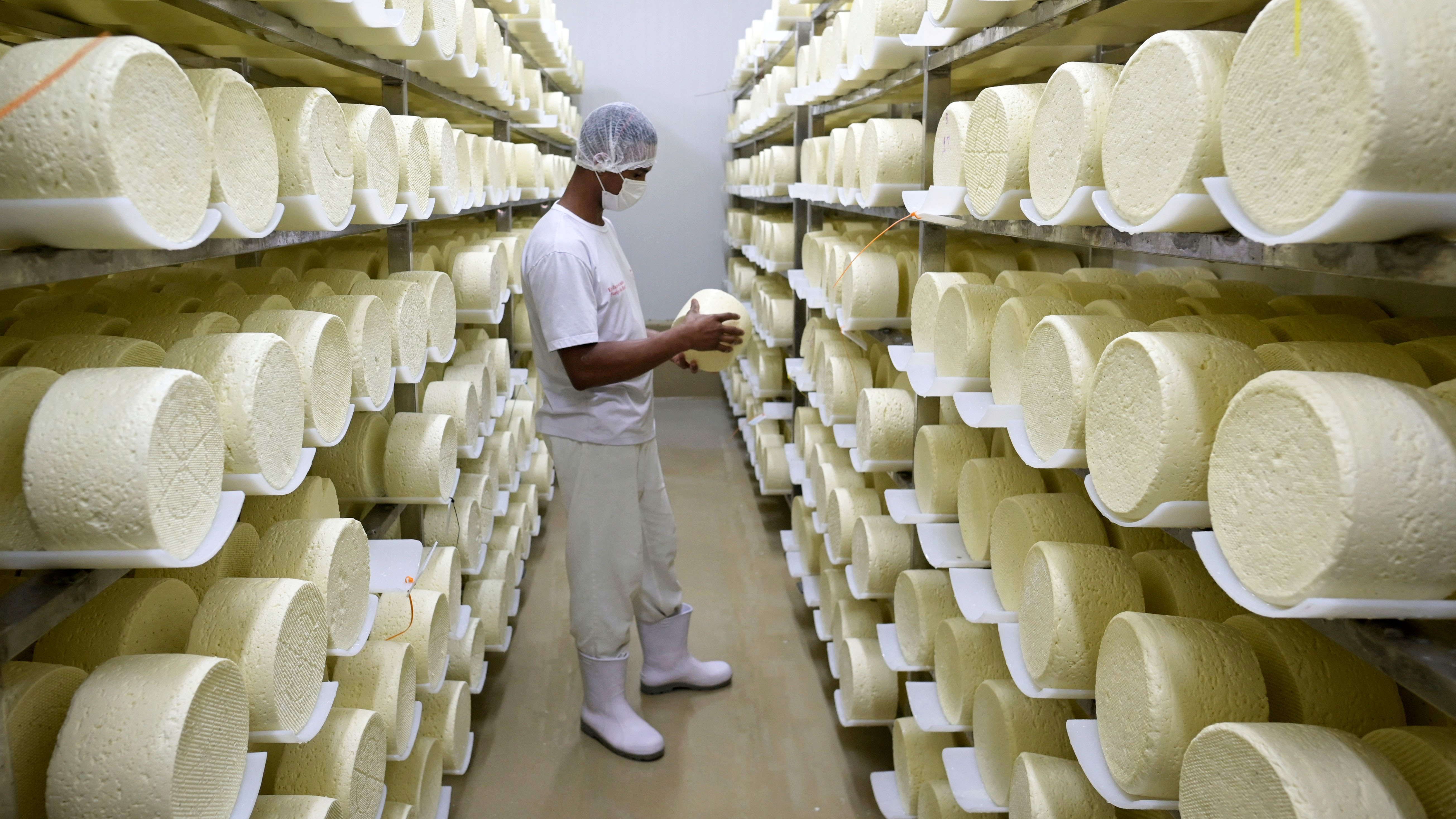 A cheesemaker standing in between rows of maturing Santo Casamenteiro cheeses in Brazil