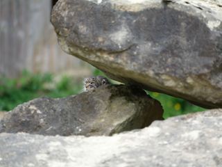 A cat hiding behind some rocks