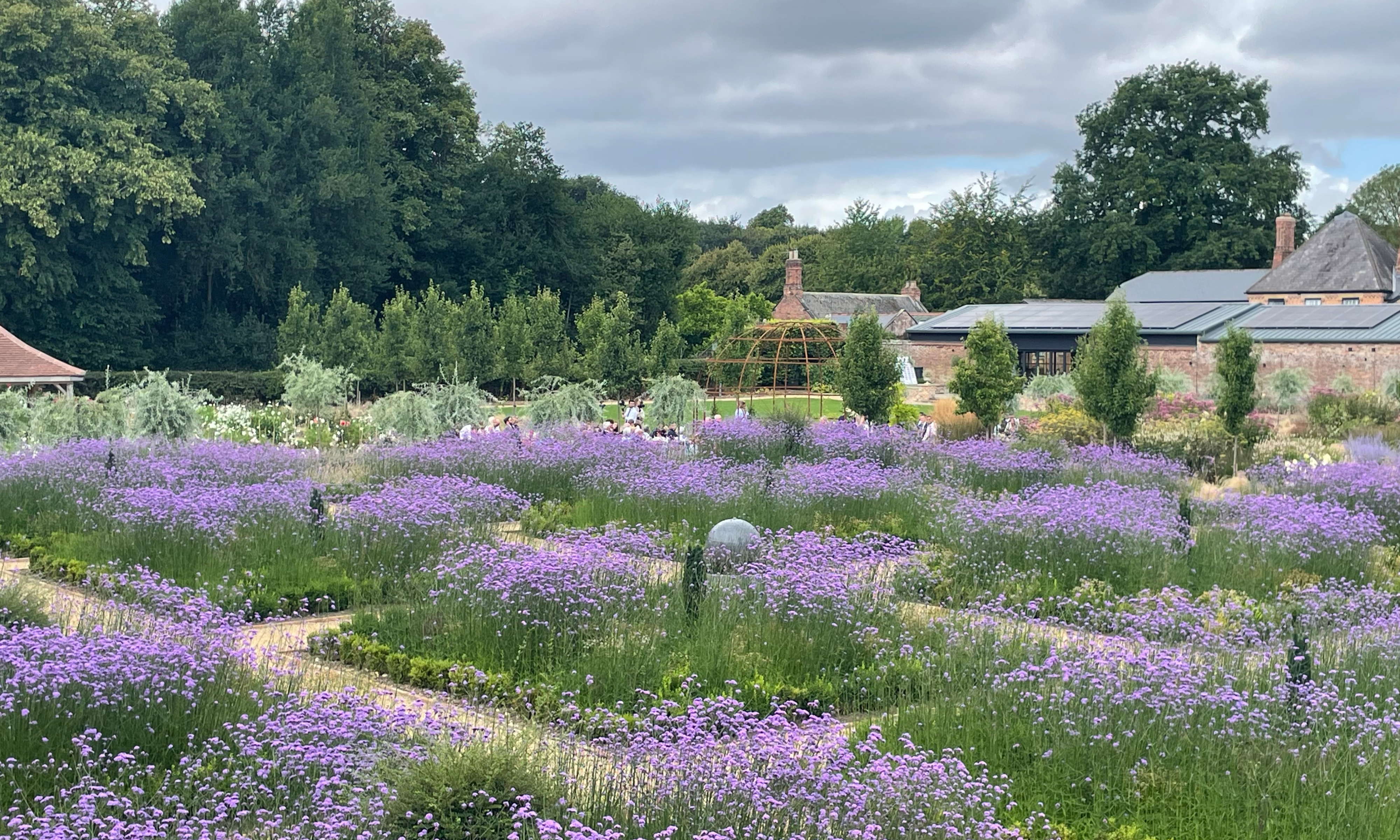 Swathes of verbene bonariensis flowering in a walled garden