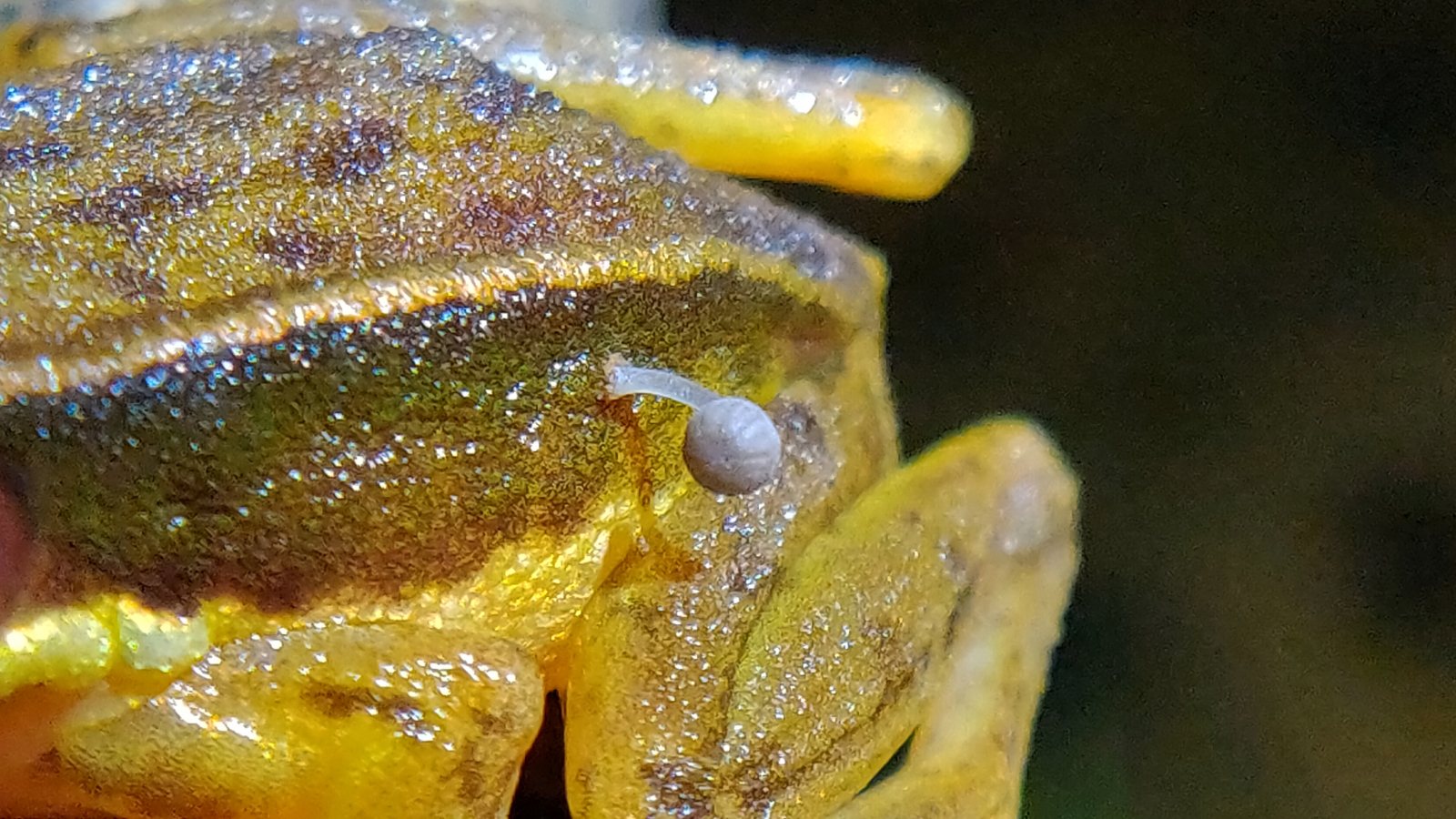 Close-up image of the mushroom coming out of the body of the yellow frog.