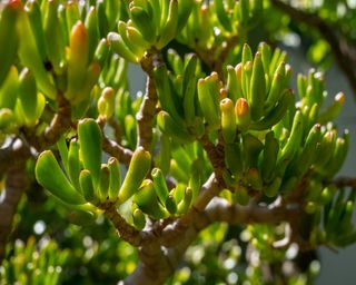 Jade plant growing in the sun