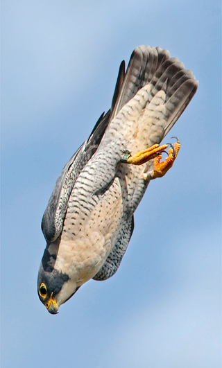 Peregrine Falcon