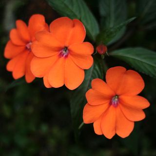 Orange New Guinea impatiens - Yippa - GettyImages-1221346265