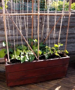 Beans growing up a trellis in a container