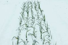 Onion Crops Covered In Snow