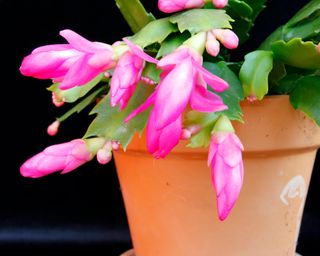 pink christmas cactus in terracotta pot