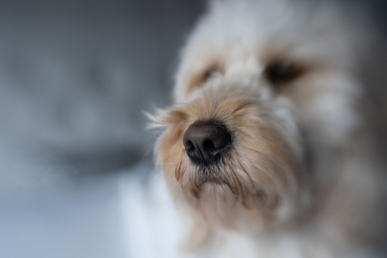 Lensbaby Double Glass II Optic review
