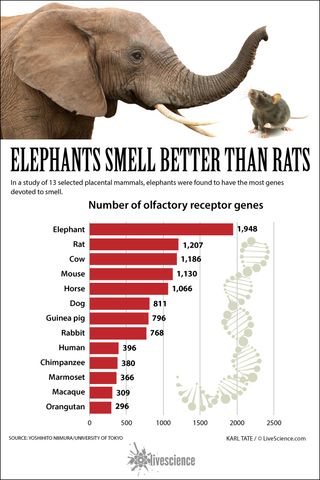 Chart of number of genes devoted to smell among selected mammals.