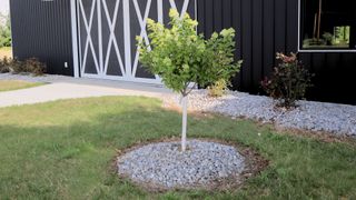 Tree Hydrangea in Shade