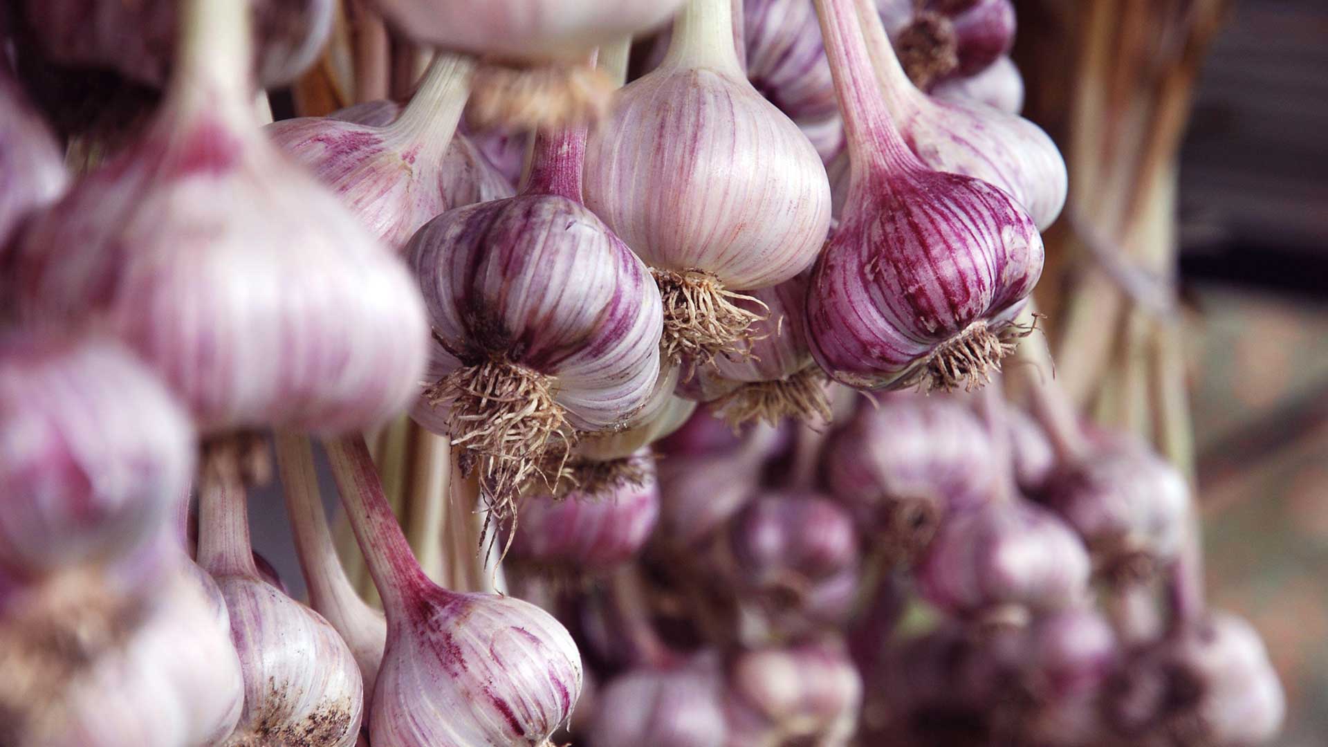 harvested garlic