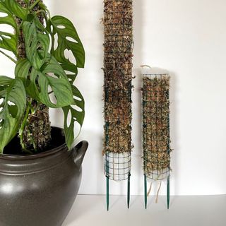 two different sized moss poles 