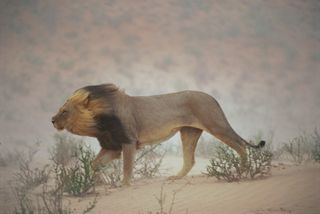 In this 1996 photo, a lion patrols the dry Nossob riverbed in the Kalahari Gemsbok National Park, a wildlife refuge in South Africa.