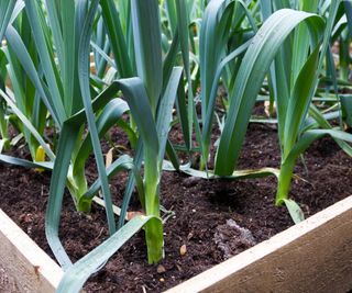 Leeks growing in a raised bed