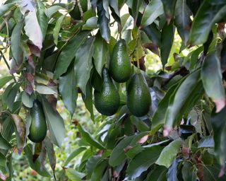 Ettinger avocado hangs on the tree for picking