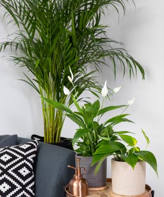 peace lily with other house plants