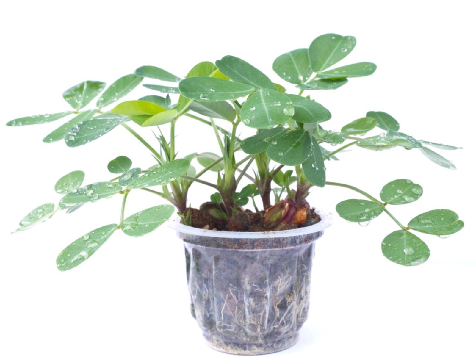 Can You Grow Peanuts In Containers - Learn About Peanut Plant Care