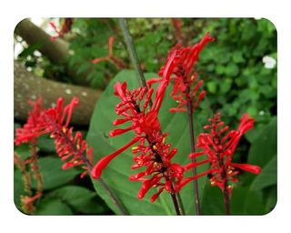 Firespike Red Live Semi-Tropical Plant Winter Bloomer Florida Native 