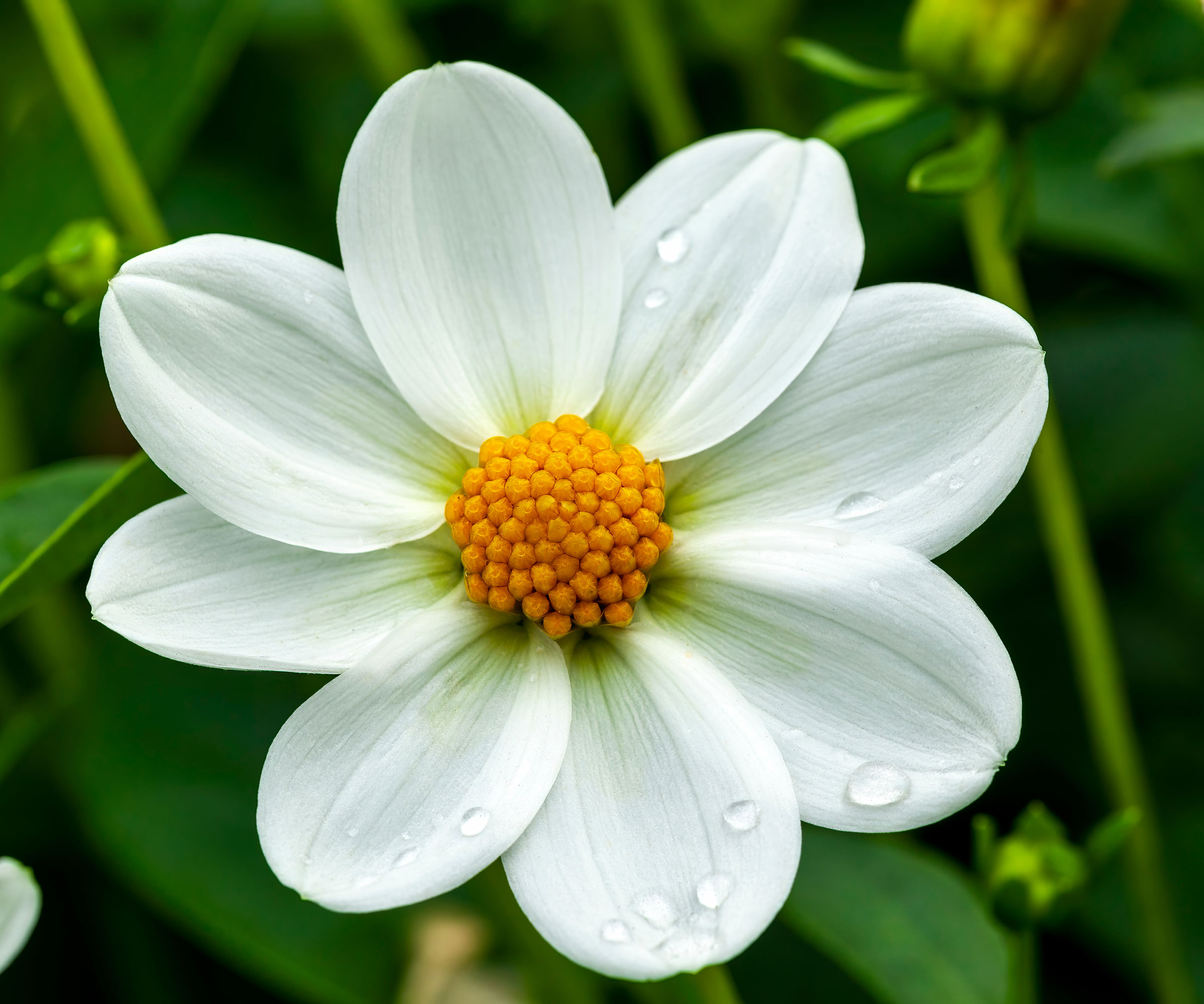 dahlia Omo with white flowers