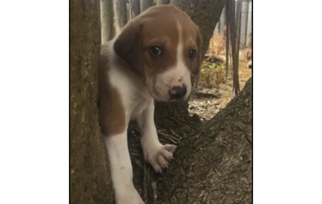 West Wexford Harriers hound puppies Unknown_1