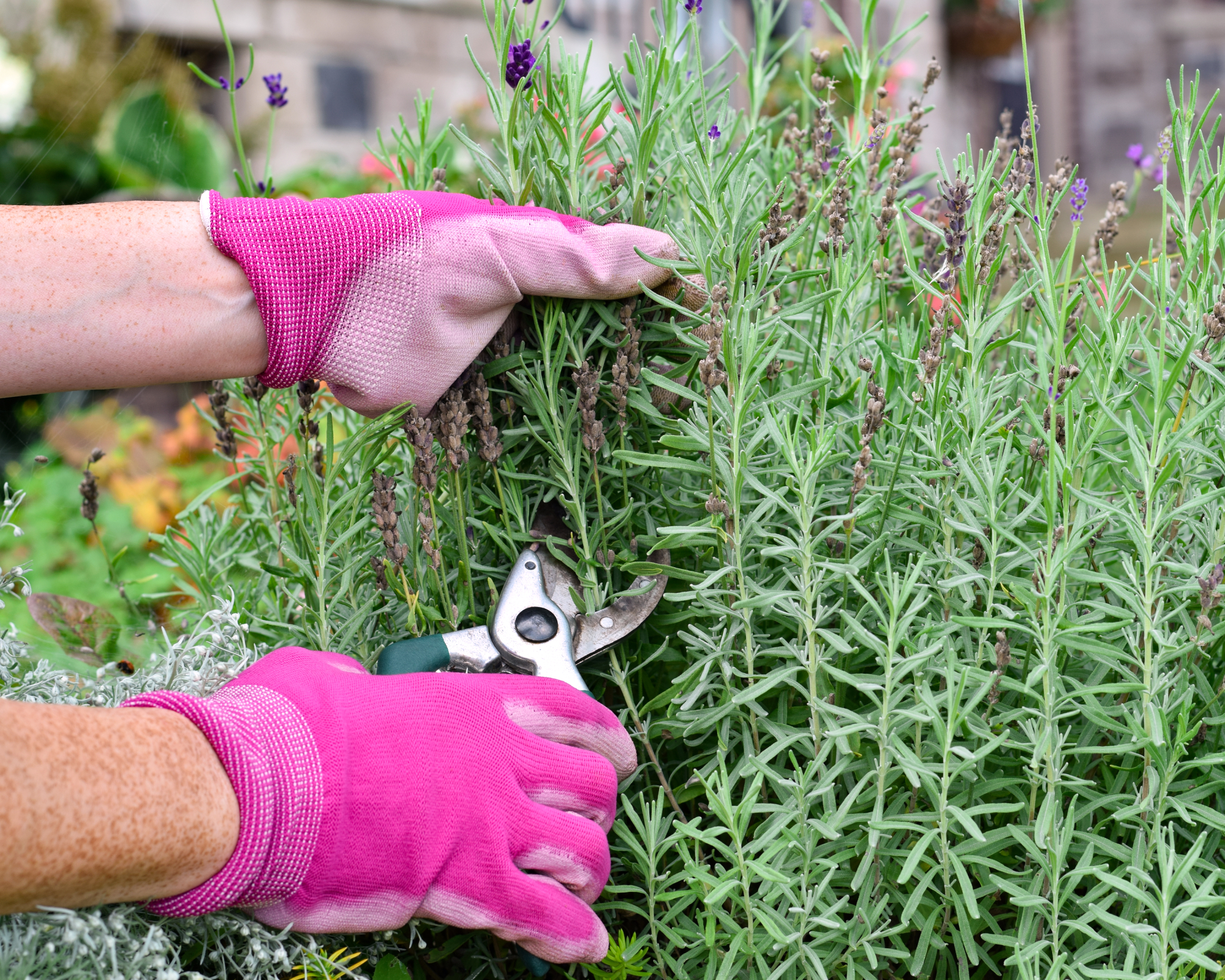 Woman taking cuttings from lavender plant