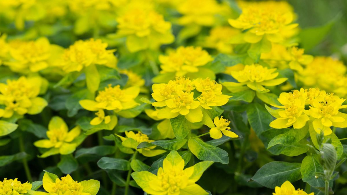 5 Container Plants That (Almost) Never Need Watering – These Gorgeous Drought-Proof Picks Will Thrive All Summer