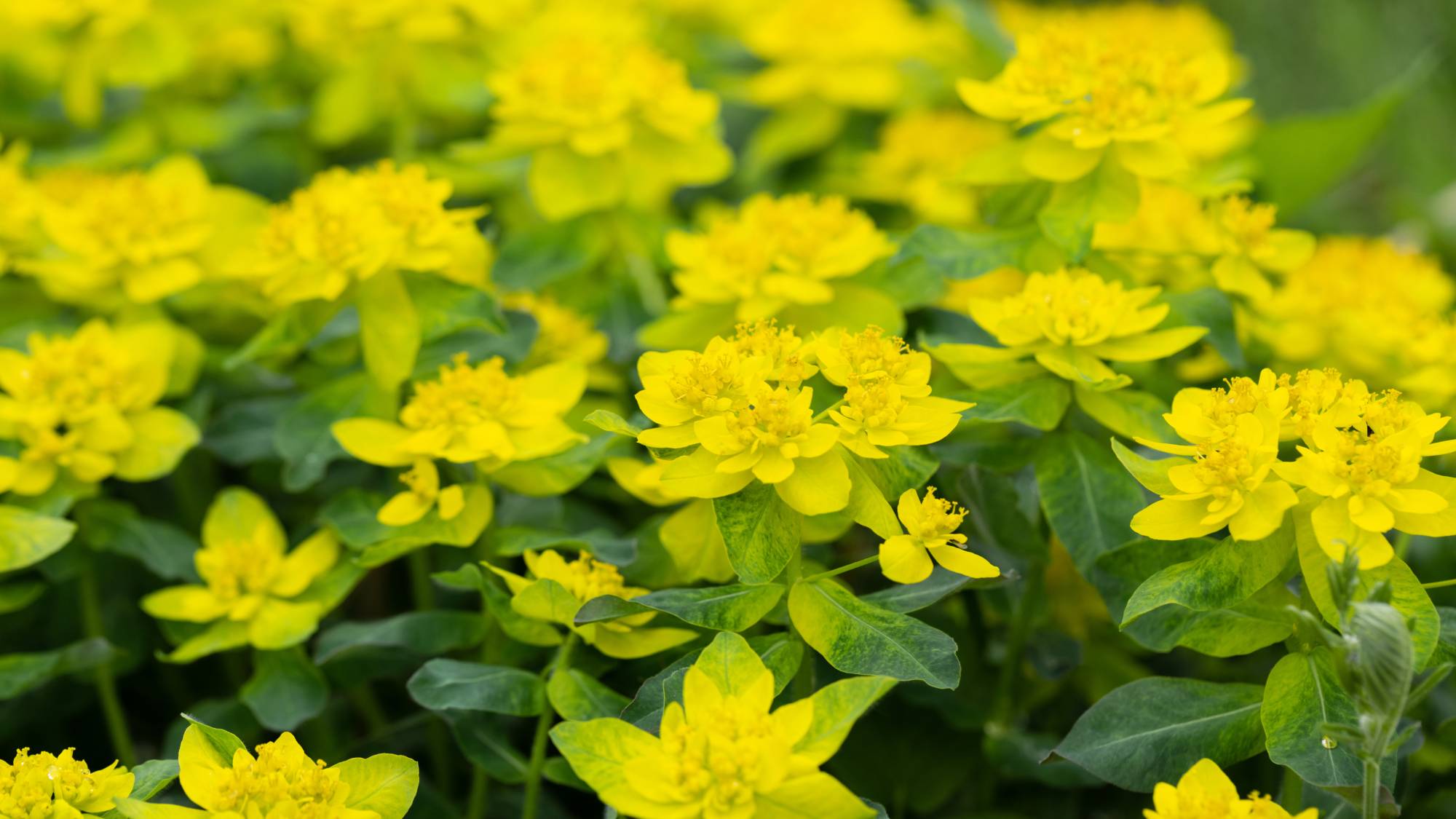 Bright yellow cushion spurge flowers