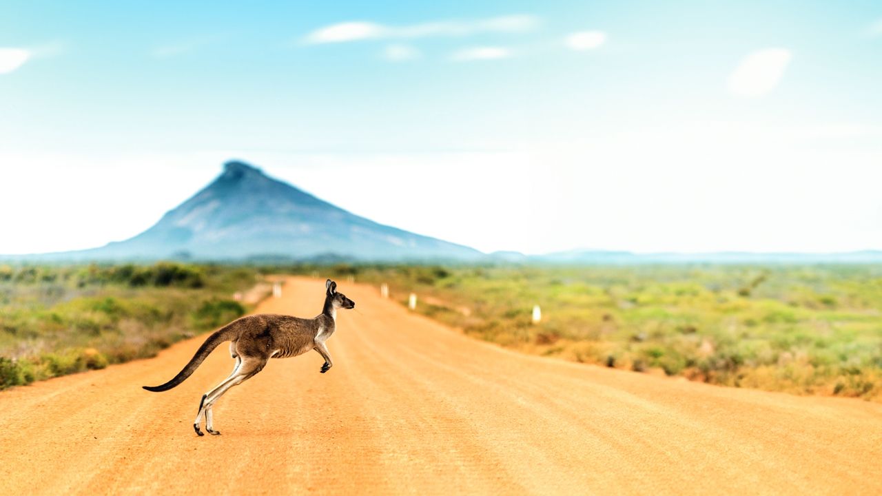 kangaroo in Australia