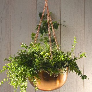 shiny copper hanging plant bowl holding a luscious green plant overflowing down the sides