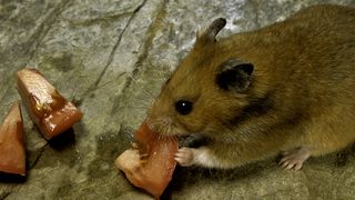 Hamster eating tomato