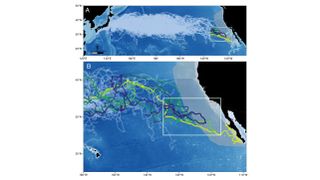 Zig-zagging lines show the migration paths of 231 loggerheads, six of which enter the california current large marine ecosystem
