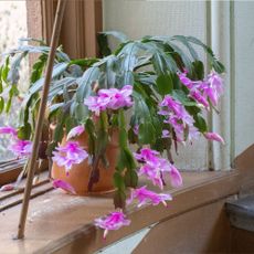 Flowerpot with Christmas Cacti in the staircase window.