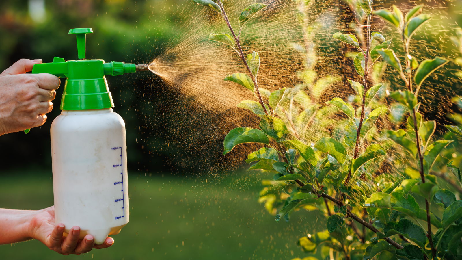 Hands spraying insecticidal soap on shrub