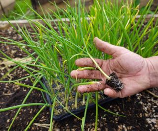 scallion seedling being handled