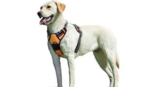 Dog in harness