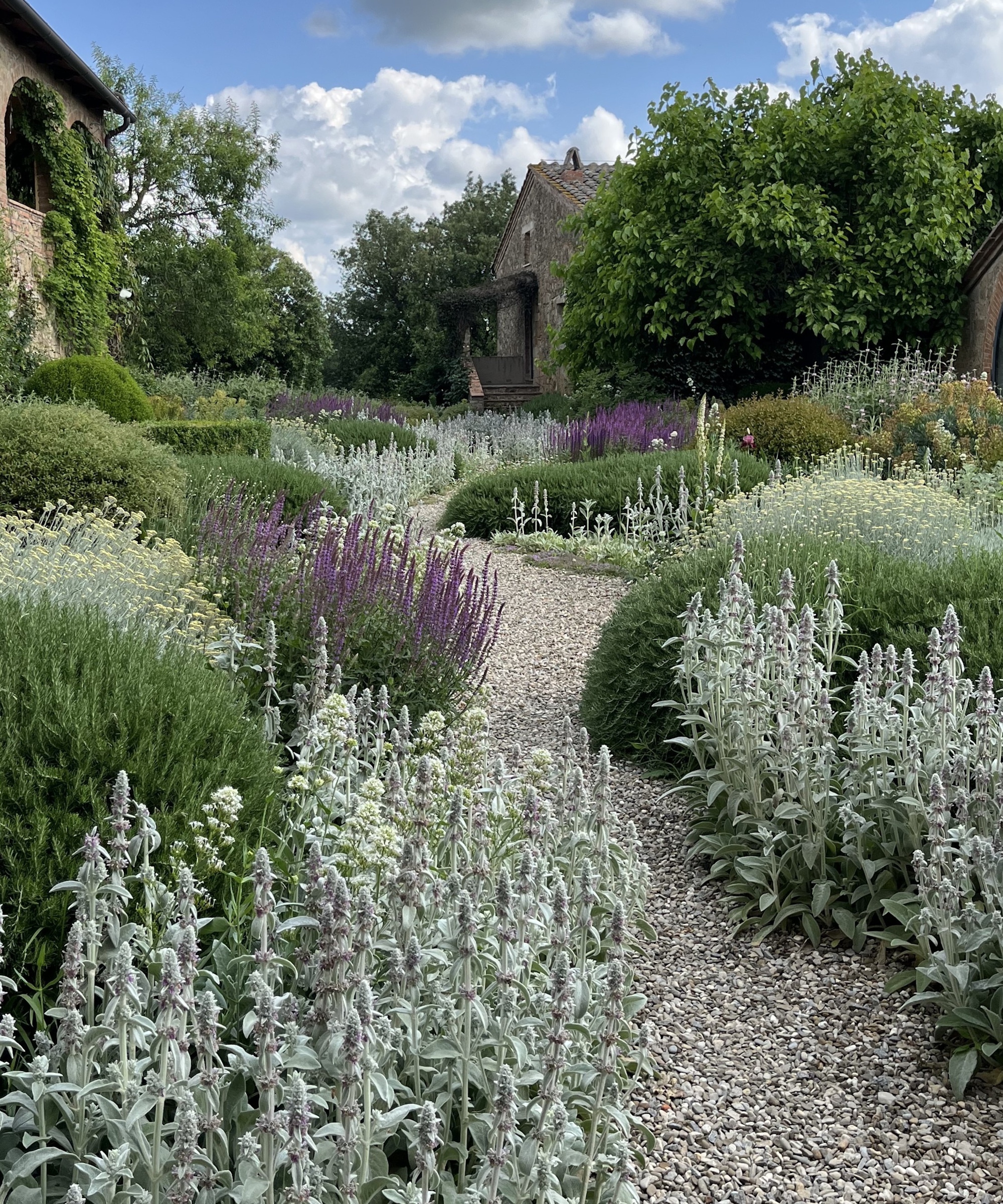 Gravel garden in Tuscany, with silver stachys, green rosemary and purple salvia and nepeta in summer