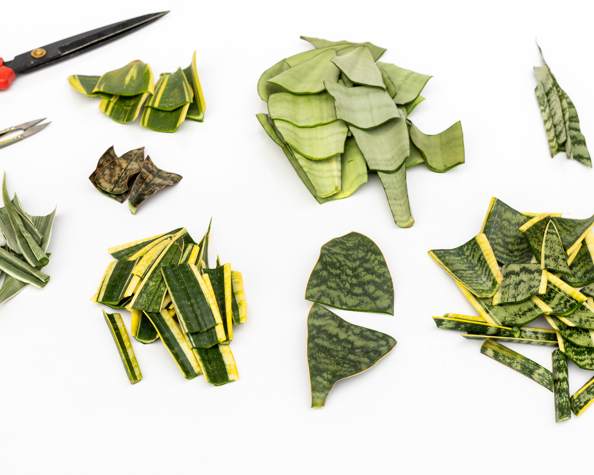 Variety of snake plant cuttings and pruners