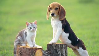 Best dog breeds for cats