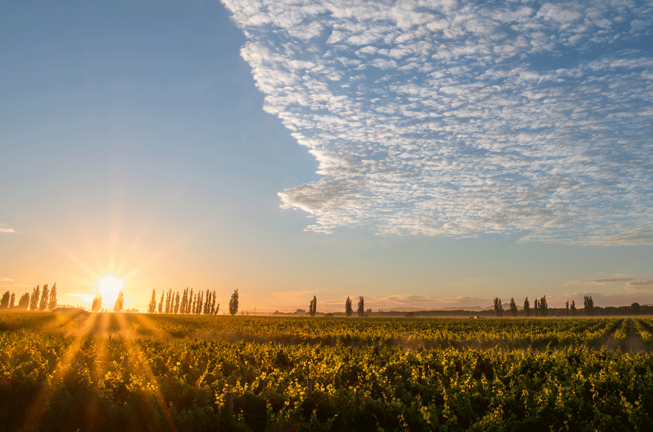 Sunrise over vineyards in Hawke's Bay