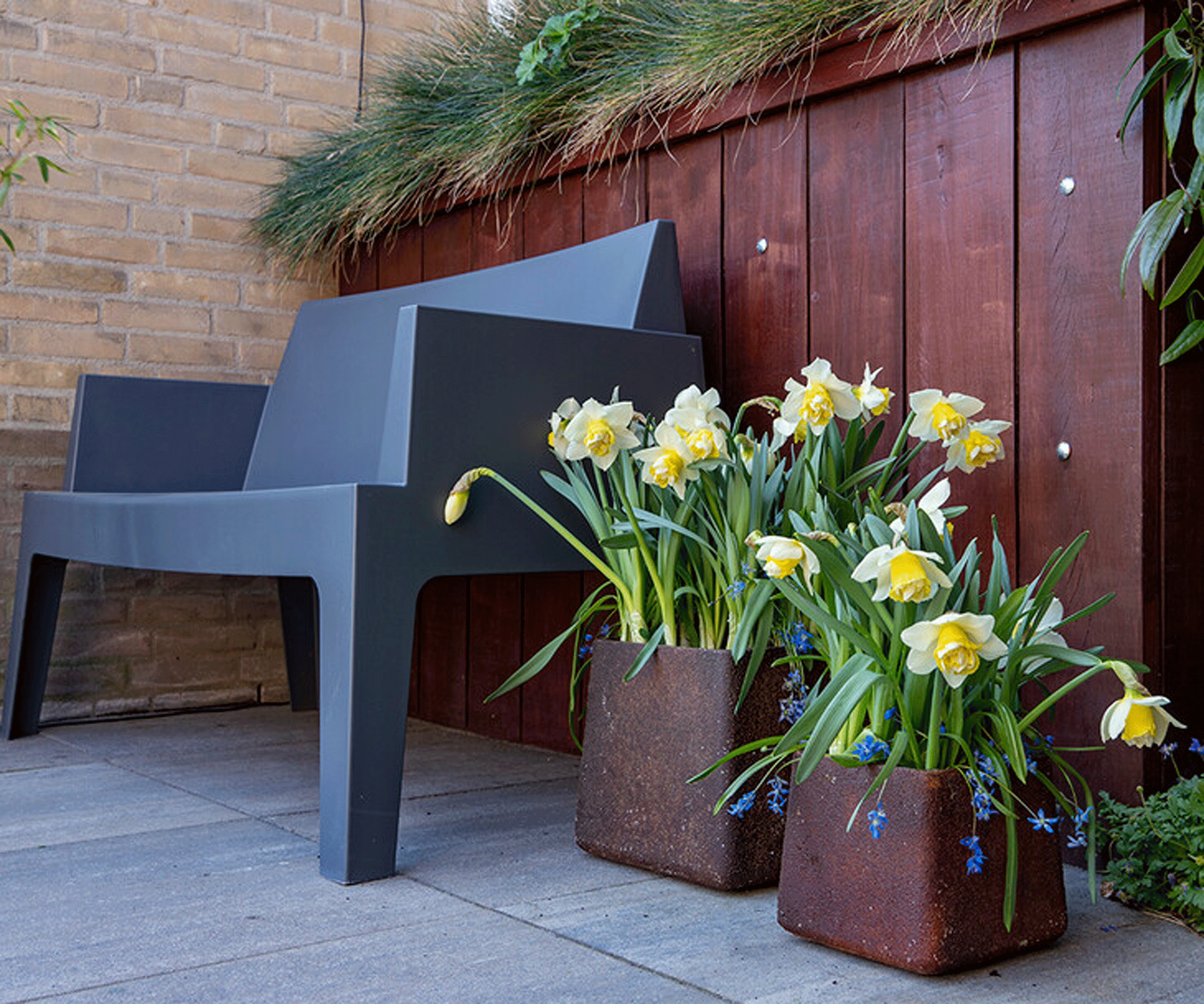 spring planters Double Pam narcissus and scilla Siberica in planters by bench