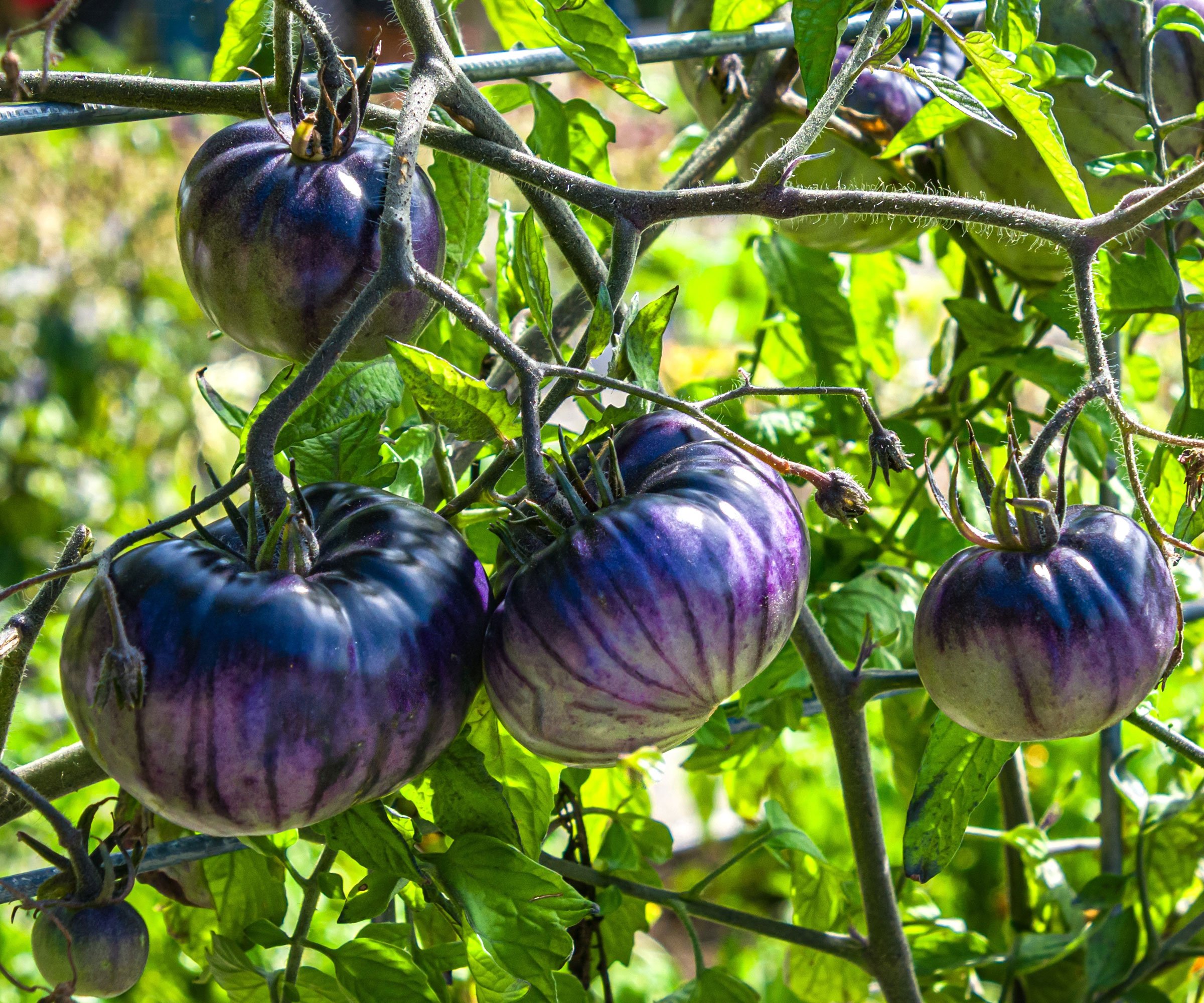 tomato plant with purple beefsteak tomato fruits