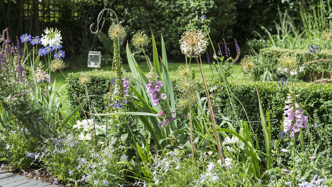 garden border with foxgloves and hanging lanterns