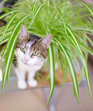 cat with green eyes looking through variegated spider plant in a pot